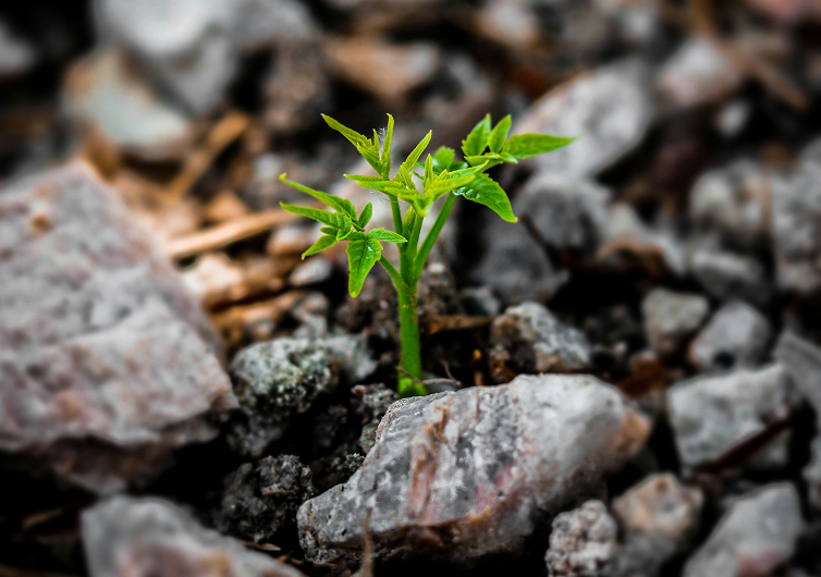Plant growing between rocks